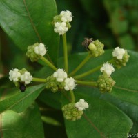Gynochthodes umbellata (L.) Razafim. & B.Bremer